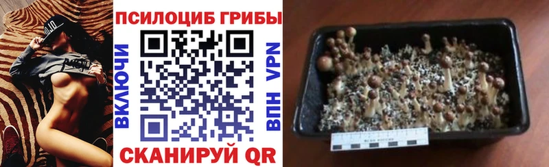 Псилоцибиновые грибы прущие грибы  кракен маркетплейс  Лукоянов 